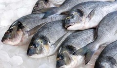 Huế tồn kho gần 500 tấn cá biển.