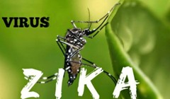 Bình Dương tăng cường quản lý, giám sát và theo dõi chặt chẽ tình hình diễn biến dịch bệnh do virus Zika trên địa bàn tỉnh.