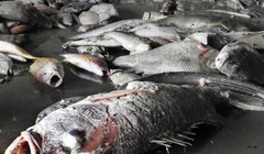 Cá chết 4 tỉnh miền Trung do Formosa gây ra.