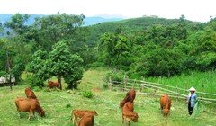 Ảnh minh họa. Nguồn Internet