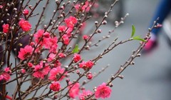 Thủ tướng đồng ý với phương án nghỉ Tết Âm lịch 7 ngày.