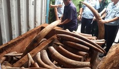 Số ngà voi tang vật trong một lần bắt giữ