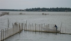 Đầm phá tại Huế bị thiệt hại sau sự cố Formosa.