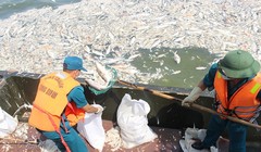 Công nhân môi trường vớt cá chết Hồ Tây đi tiêu hủy