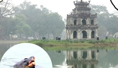 “Cụ rùa Hồ Gươm” đã chết