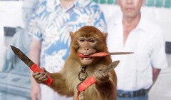 Khỉ được dạy ném dao găm