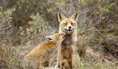Cảnh tượng đôi cáo âu yếm nhau ở Hà Lan thật khiến người ta ấm lòng. Ảnh: Rex