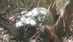 Xác bò tót quý hiếm chết được lực lượng kiểm lâm phát hiện - Ảnh: Lê Lâm