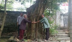 Cả làng canh cánh đêm ngày vì cây sưa trăm tỷ đồng