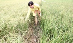 Diện tích lúa bị thiệt hại ở nhiều địa phương tăng lên rất nhanh. Trong ảnh là một ruộng lúa bị ảnh hưởng bởi hạn, mặn ở ĐBSCL. Ảnh: Trung Chánh