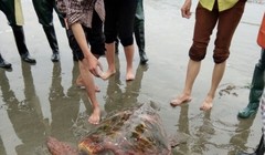 Con rùa biển mắc lưới ngư dân Bé. Ảnh:Trần Bảy.