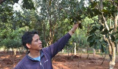 Vườn mắc ca của Viện Khoa học Kỹ thuật nông lâm nghiệp Tây Nguyên cho năng suất rất thấp Ảnh: Cao Nguyên