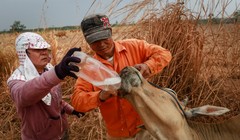 Vợ chồng ông Cao Xuân Thành và bà Lê Thị Cúc Phương (thôn Đoàn, xã Ia Lốp) cho con bò bị say nắng uống nước ngọt - Ảnh: Tiến Thành