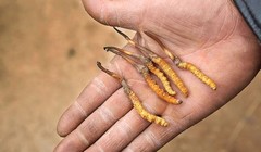 Tương lai phát triển của loại đông dược quý này đang đối diện với nhiều thách thức - Ảnh: The Economist.