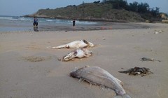 Sau 20 ngày, vẫn chưa biết vì sao cá chết