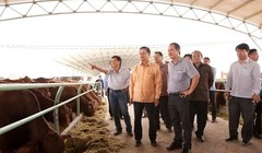 Phó Thủ tướng Lào Somsavat Lengsavad thăm nông trại chăn nuôi bò HAGL tại Attapeu đầu năm 2015. (Ảnh: Internet)