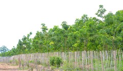 Hoàng Anh Gia Lai có rất nhiều tài sản là rừng trồng cao su ở các khu vực trọng yếu (ảnh: báo Gia Lai)