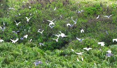  Tăng diện tích Vườn quốc gia U Minh Hạ 