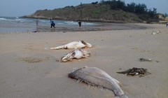 Ảnh minh họa. (Nguồn: Internet)