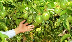 Nhiều cá nhân “đồng cam” cùng “bầu” Đức trồng cây ăn trái. (Ảnh: Internet)