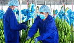 Ảnh minh họa (Nguồn: HAG)