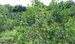 Đằng sau những dự án hàng nghìn tỷ của TH true MILK tại các vùng biên giới