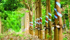 HAGL Agrico bán An Đông Mia cho Thaco (Nguồn: Internet)