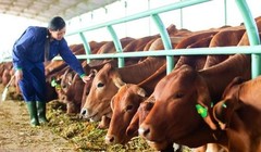 HNG bán 3 công ty con cho Thaco