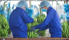 Thiếu giấy tờ đất, Thagrico khó huy động vốn để phát triển các dự án nông nghiệp tại Lào và Campuchia của HAGL Agrico.