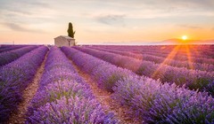 Cánh đồng hoa oải hương đẹp lộng lẫy ở Provence, Pháp