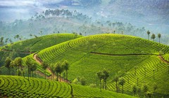 Nông trường chè Ấn Độ đẹp như tranh vẽ 