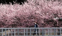 Hoa anh đào đang nở rộ, đẹp lộng lẫy ở Tokyo, Nhật Bản (Ảnh: Getty Images)