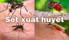 TP.HCM là địa bàn diễn biếng "nóng" của dịch bệnh Sốt xuất huyết (Ảnh: SYT) 