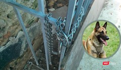 Con chó thuộc giống Malinois thường bị xích ở chuồng sắt sau nhà.