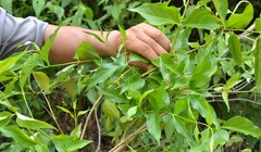 Cây lá ngón trong tự nhiên