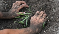 Vi khuẩn gây bệnh Whitmore tồn tại trong đất, dễ lây nhiễm vào cơ thể thông qua các vết xước, tổn thương da.