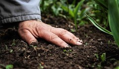 Bệnh Whitmore lây sang cơ thể người qua những vết xước, vết thương trên da khi tiếp xúc với đất có chứa vi khuẩn gây bệnh (Ảnh minh họa)