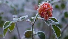 Băng tuyết đọng trên bông hoa hồng đang nở ở Hay-on-Wye, Xứ Wale.