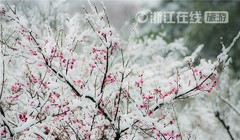 Màu hồng của hoa đào vừa chớm nở nổi bật trên màu trắng của tuyết.  Ảnh:  ZhejiangOnline.