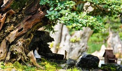 Video: Mách bạn cách tạo tiểu cảnh sân vườn chất lừ