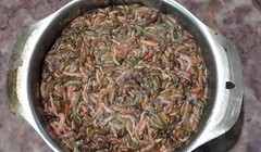 Rươi trước kia là món ăn phổ biến của người dân làng quê, giá rất rẻ. Tuy nhiên, hiện nay 1 nồi rươi kho có giá lên đến 1 triệu đồng.