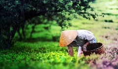 Kinh nghiệm du lịch Mộc Châu dịp Tết Nguyên đán