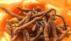 Mỗi ngày 2g đông trùng hạ thảo, hãm nước hoặc đun sôi chừng 10 phút sẽ giúp bạn bồi bổ sức khoẻ một cách không ngờ.