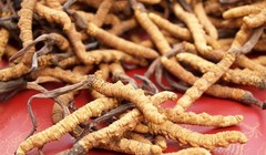 5 mẹo chọn đông trùng hạ thảo chính hiệu