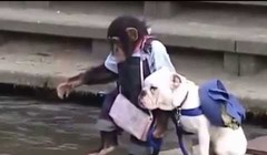 Cười ngất xem Khỉ dắt Chó qua sông