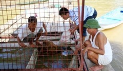 Video: Nghề nuôi "thuỷ quái" trên sông Gâm