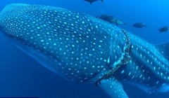 Con cá mập voi bơi ngoài khơi đảo Socorro với chiếc dây thiết chặt quanh cơ thể.