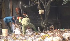 Video: Sởn gai ốc xem heo bị bơm chất lạ trước khi vào lò mổ