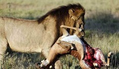 Video: Những pha săn mồi kinh điển của sư tử