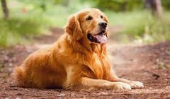 Nín thở xem chú chó tự mình vượt dòng lũ dữ